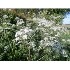 COW PARSLEY seeds (anthriscus sylvestris)