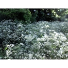 COW PARSLEY seeds (anthriscus sylvestris)