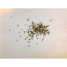GREATER BURNET SAXIFRAGE seeds (pimpinella major)