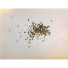 view details of GREATER BIRDSFOOT TREFOIL seeds (lotus pedunculatus)