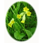 COWSLIP native seeds (primula veris)