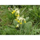 COWSLIP native seeds (primula veris)