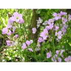 CUCKOOFLOWER seeds (cardamine pratensis)