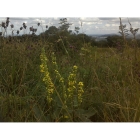 DARK MULLEIN seeds (verbascum nigrum)