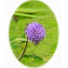 DEVILS BIT SCABIOUS seeds (succisa pratensis)