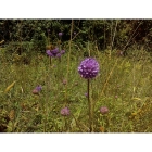 DEVILS BIT SCABIOUS seeds (succisa pratensis)