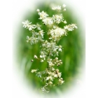 DROPWORT seeds (filipendula vulgaris)