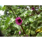 TREE MALLOW seeds (lavatera arborea)