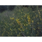 DYER`S GREENWEED seeds (genista tinctoria)