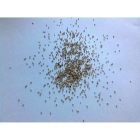 view details of RAGGED ROBIN seeds (lychnis flos-cuculi)