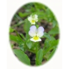 FIELD PANSY seeds (viola arvensis)