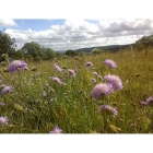 FIELD SCABIOUS seeds (knautia arvensis)