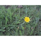 GOATSBEARD seeds (tragopogon pratensis)