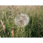 GOATSBEARD seeds (tragopogon pratensis)