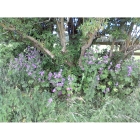 COMMON MALLOW seeds (malva sylvestris)