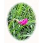 GRASS VETCHLING seeds (lathyrus nissolia)