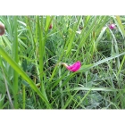 GRASS VETCHLING seeds (lathyrus nissolia)