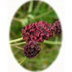 GREAT BURNET seeds (sanguisorba officinalis)