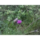 GREATER KNAPWEED seeds (centaurea scabiosa)