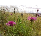 GREATER KNAPWEED seeds (centaurea scabiosa)