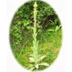 view details of GREAT BURNET seeds (sanguisorba officinalis)