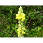 GREAT MULLEIN seeds (verbascum thapsus)