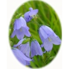 HAREBELL seeds (campanula rotundifolia)