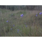 HAREBELL seeds (campanula rotundifolia)