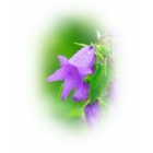 GIANT BELLFLOWER seeds (campanula latifolia)