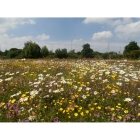 Meadow mix for Clay Soils -Wildflower and Grass seed Mix