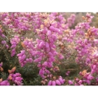 HEATHER seeds (calluna vulgaris)