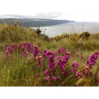 HEATHER seeds (calluna vulgaris)