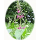 HEDGE WOUNDWORT seeds (stachys sylvatica)