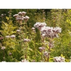 HEMP AGRIMONY seeds (eupatonum cannabinum)