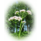 view details of COMMON TOADFLAX seeds (linaria vulgaris)