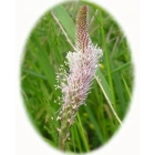 HOARY PLANTAIN seeds (plantago media)