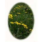 HORSESHOE VETCH seeds (hippocrepis comosa)