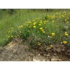 HORSESHOE VETCH seeds (hippocrepis comosa)