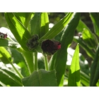HOUNDS TONGUE seeds (cynoglossum officinale)