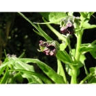 HOUNDS TONGUE seeds (cynoglossum officinale)