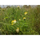 KIDNEY VETCH seeds (anthyllis vulneraria)