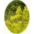 view details of KIDNEY VETCH seeds (anthyllis vulneraria)