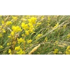 LADY`S BEDSTRAW seeds (galium verum)