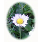 LAWN DAISY seeds (bellis perennis)