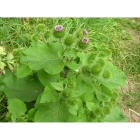 LESSER BURDOCK seeds (arctium minus)