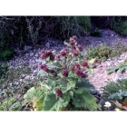 LESSER BURDOCK seeds (arctium minus)