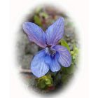 EARLY DOG VIOLET seeds (viola reichenbachiana)