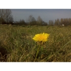 DANDELION seeds (taraxacum officinale)