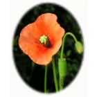 LONG HEADED POPPY seeds (papaver dubium)