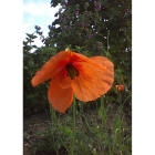 LONG HEADED POPPY seeds (papaver dubium)